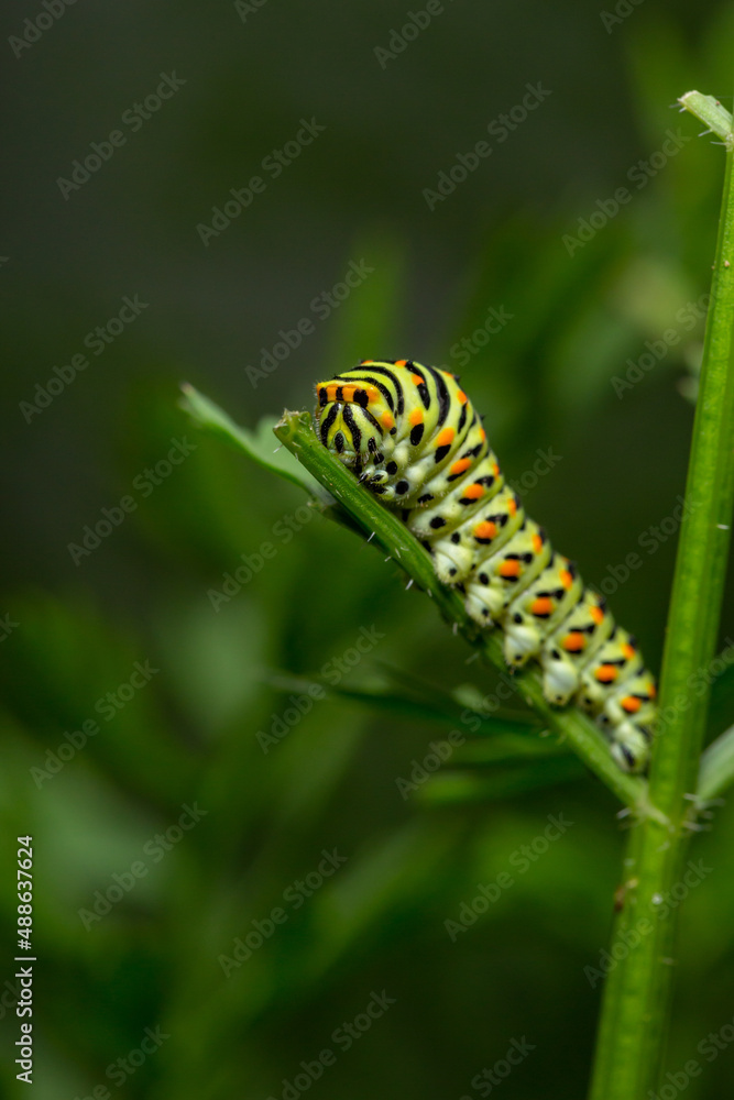 Green swallowtail caterpillar sitting on a branch of carrot macro photography on a summer day. Caterpillar of Papilio machaon close-up photo in summertime.