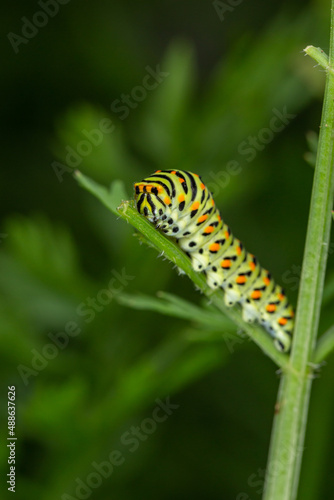 Green swallowtail caterpillar sitting on a branch of carrot macro photography on a summer day. Caterpillar of Papilio machaon close-up photo in summertime. © Anton