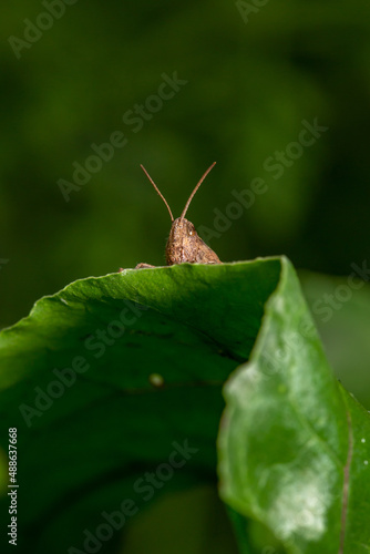 A grasshopper peeking out from behind a green leaf in the summer. Common field grasshoper sitting on a green leaf macro photography in summertime. Brown grasshopper sitting on a plant in summertime.