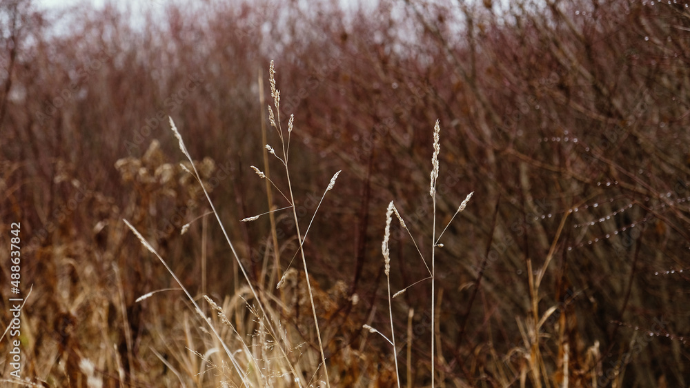 Fototapeta premium Golden dry ears of grass, cereal plants against background of an autumn forest with bushes and trees without leaves. Pattern with neutral, natural colors. Minimal, stylish, trend concept. 
