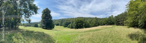 meadow and forest