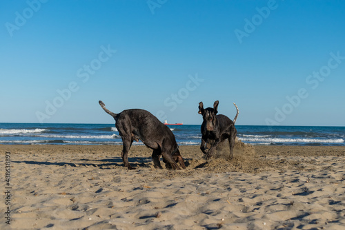 perros raza perdiguero de burgos jugando en la playa ,escarbando un hoyo en la arena ,con un bonito día azul con el mar de fondo .