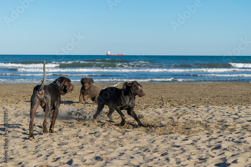 trio de perros de raza perdiguero de burgos y perro de agua español jugando en la arena de la playa , con cara de loco ,en un bonito día con el cielo azul .