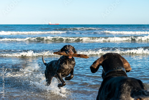 perros de raza perdiguero de burgos jugando en la playa, saliendo corriendo de la mar con un palo en la boca, mientras el otro perro le espera en la arena ,con cielo azul