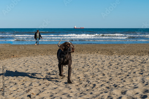 niño paseando a un perro de raza perdiguero de burgos por la arena de la playa con el mar de fondo y un cielo azul.