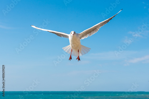 A seagull soars overhead on a clear blue sky day. Seagull on a blue background. view of a seagull on the Black Sea coast in Russia