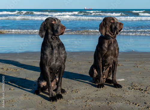retrato de perro macho y hembra , de raza perdiguero de burgos , sentados en la arena de una bonita playa con el mar de fondo y el cielo azul . 
