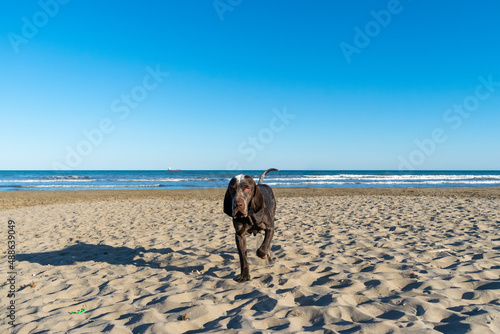 perro de raza perdiguero de burgos , paseando por la arena de la playa con el mar de fondo y un cielo azul.