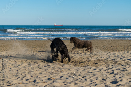 perros raza perdiguero de burgos y perro de agua español jugando en la playa ,escarbando un hoyo en la arena ,con un bonito día azul con el mar de fondo .
