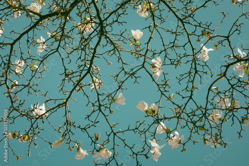Blossoming white magnolia flowers in Spring against blue sky in Van Gogh style