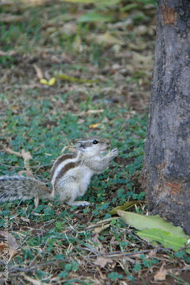 squirrel in new delhi (india) squirrel in new delhi (india)