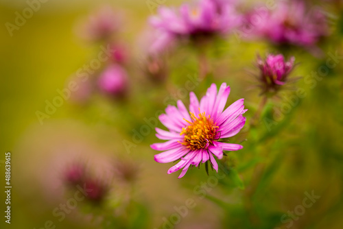 New England Daisy