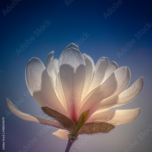 Plakat Sunkissed Spring Magnolia