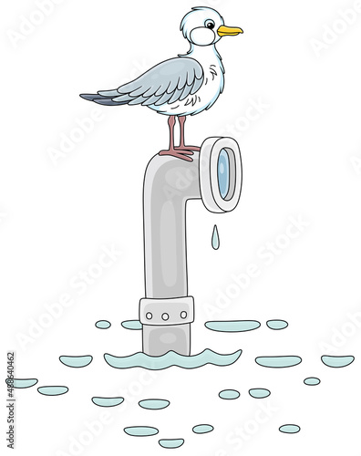 Funny curious seagull on a ...