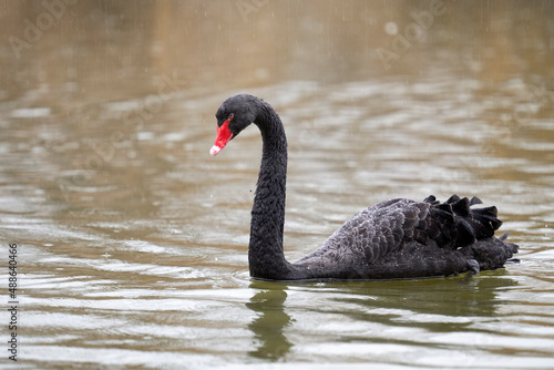 A black swan swims on a pond in the rain.