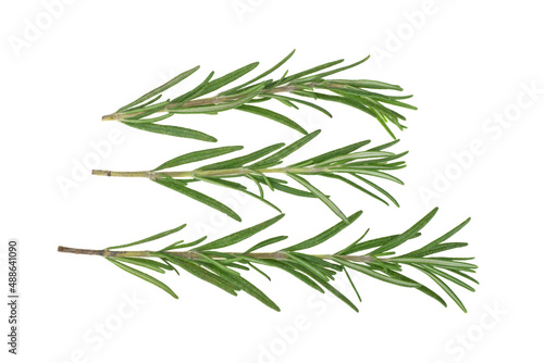Rosemary twig and leaves isolated on white background.