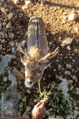 Fototapeta Naklejka Na Ścianę i Meble -  A male spotted deer with horns in the jungles of the Gir National Park in Gujarat, India. High quality photo