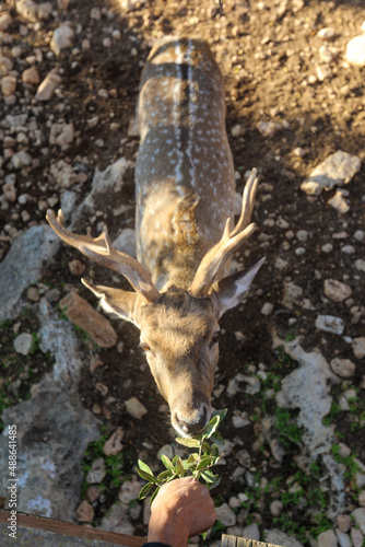 Fototapeta Naklejka Na Ścianę i Meble -  A male spotted deer with horns in the jungles of the Gir National Park in Gujarat, India. High quality photo