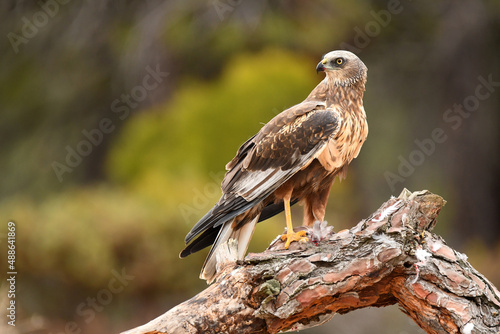 aguila lagunero con sus presas en el bosuqe