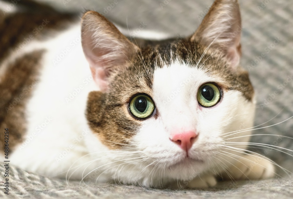 A young white-striped tabby cat lies and looks warily and attentively.