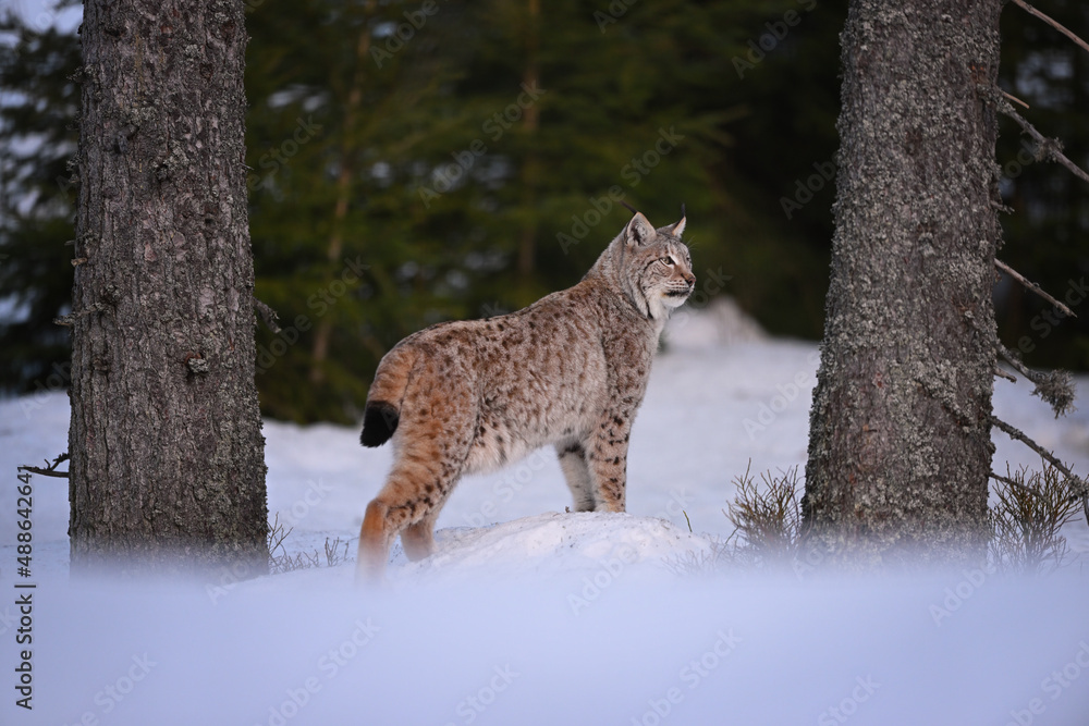 Naklejka premium Eurasian lynx in winter snow forest Sumava National Park Kvilda