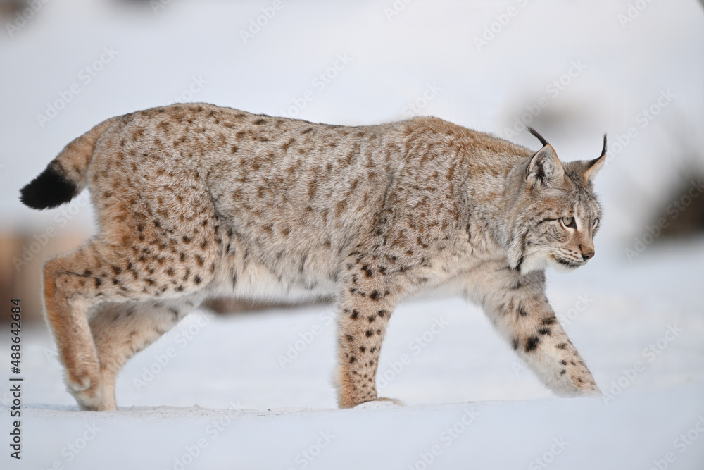 Eurasian lynx in winter snow forest Sumava National Park Kvilda Eurasian lynx in winter snow forest Sumava National Park Kvilda