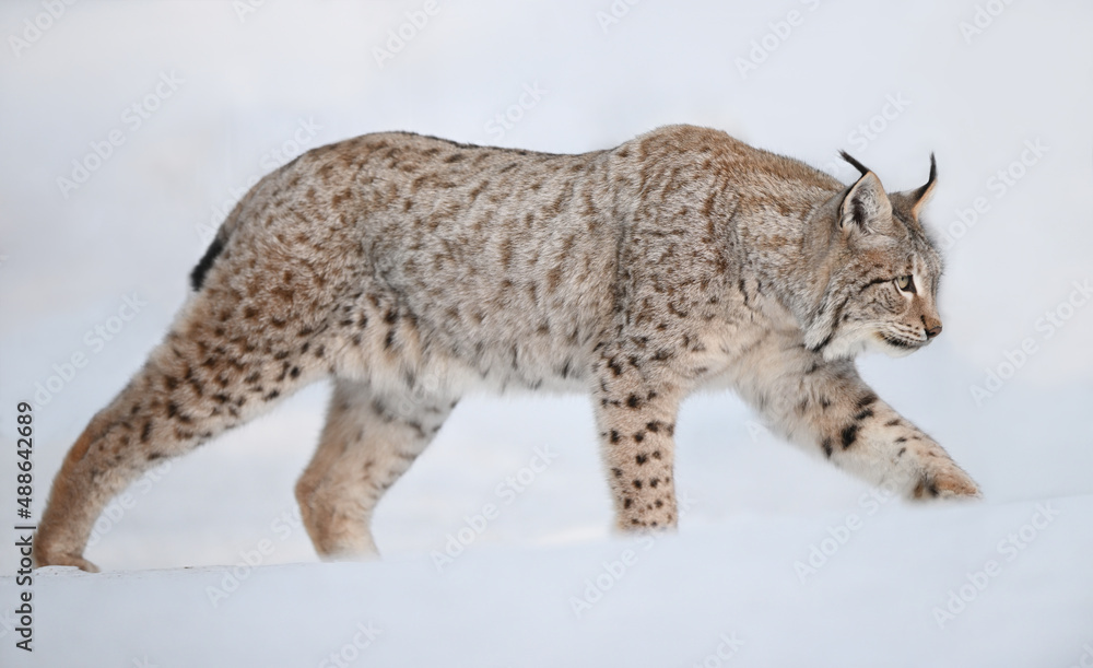 Eurasian lynx in winter snow forest Sumava National Park Kvilda Eurasian lynx in winter snow forest Sumava National Park Kvilda