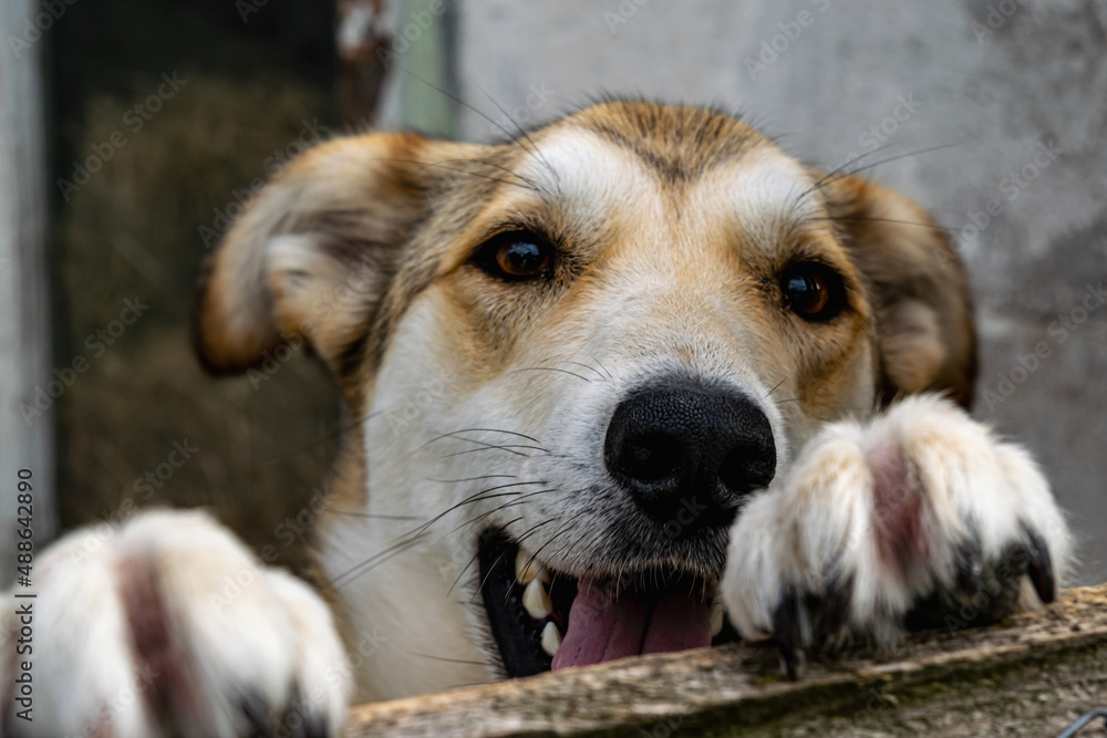 A young dog with an aviary hedge in an animal shelter. A young dog with an aviary hedge in an animal shelter.