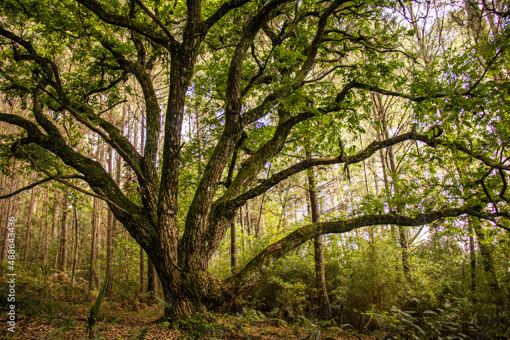 trees in the woods trees in the woods