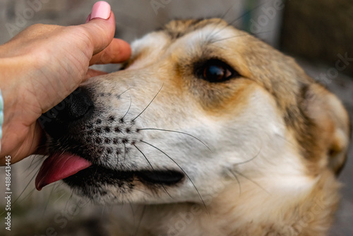 A young dog from an animal shelter licks a woman's hand, which strokes her. © Nata Aleks