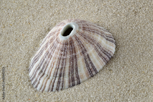 Conical keyhole limpet seashell on sand beach, nice souvenir gift or decoration item photo