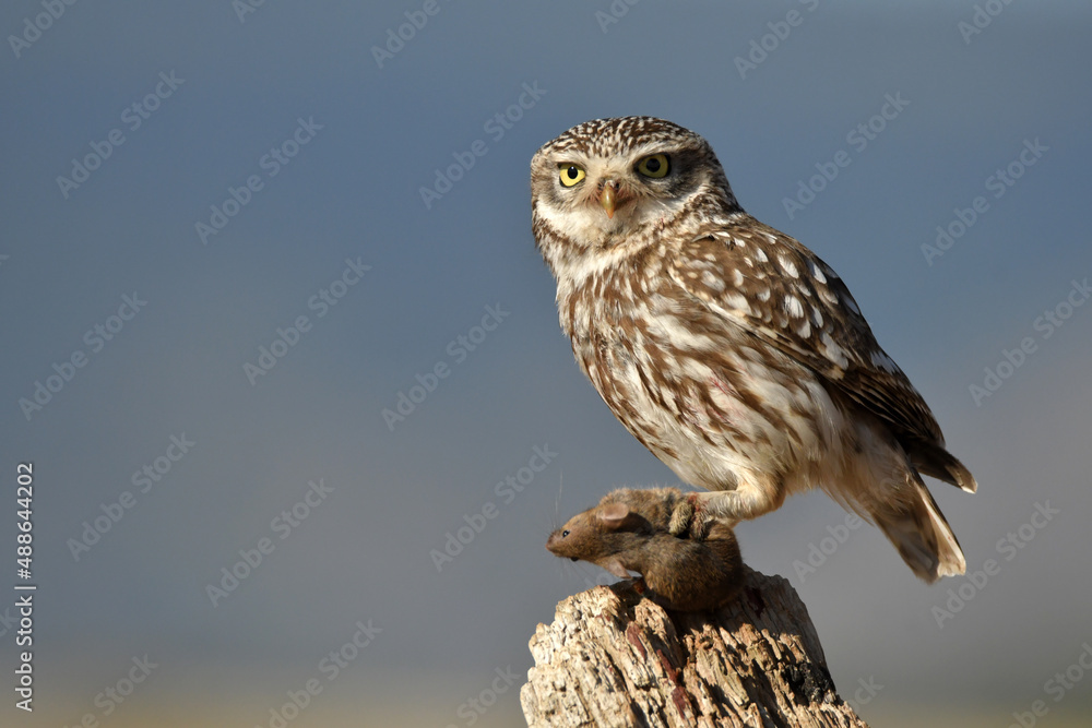Mochuelo observando su territorio desde su posadero Mochuelo observando su territorio desde su posadero