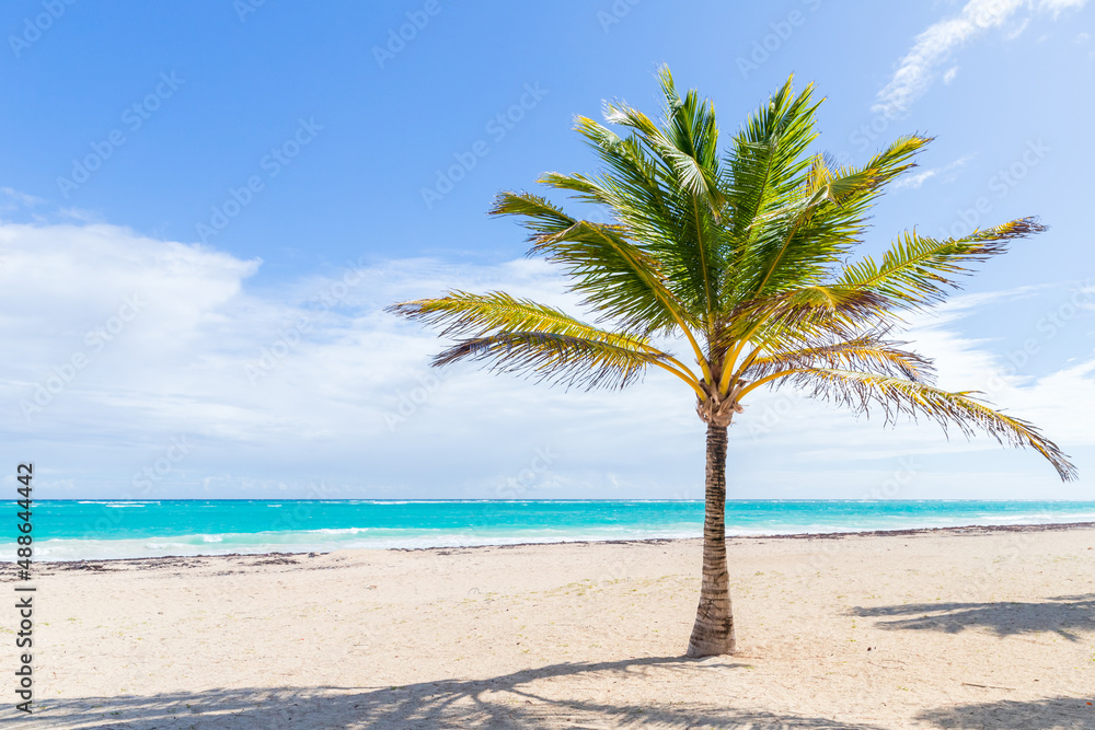 Coconut palm tree grows on a sandy beach