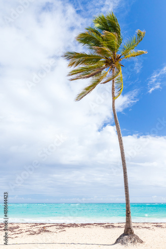 Fototapeta Naklejka Na Ścianę i Meble -  Coconut palm tree grows on white sandy beach