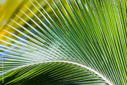 Fresh green palm leaves pattern  natural photo