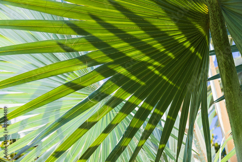 Green palm leaves with shadow pattern  close-up