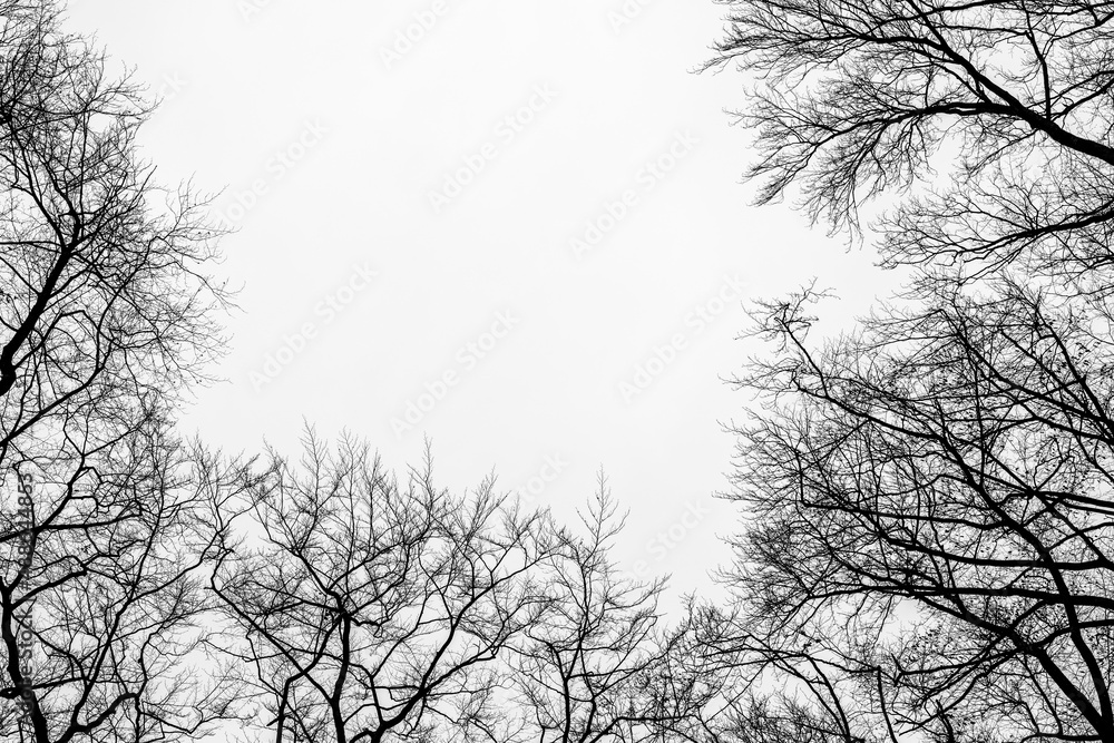 Konary drzew zimą na tle nieba czarno białe - obrazy, fototapety, plakaty 