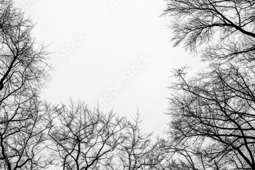 Konary drzew zimą na tle nieba czarno białe