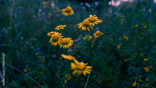 yellow flowers in the grass © szymon13856