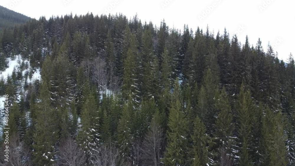 AERIAL: Flight over the forest in winter. Carparhians, Ukraine AERIAL: Flight over the forest in winter. Carparhians, Ukraine