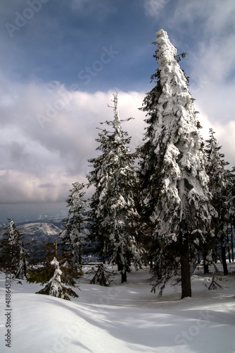 snow covered trees in the mountains © szymon13856