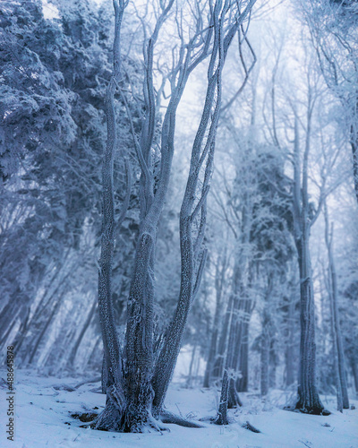 trees in the snow, winter forest in a fairytale atmosphere with a blurred background © szymon13856