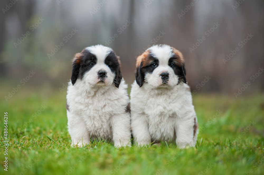 Two Saint Bernard puppies sitting together Two Saint Bernard puppies sitting together