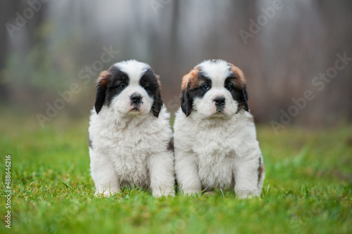 Two Saint Bernard puppies sitting together 