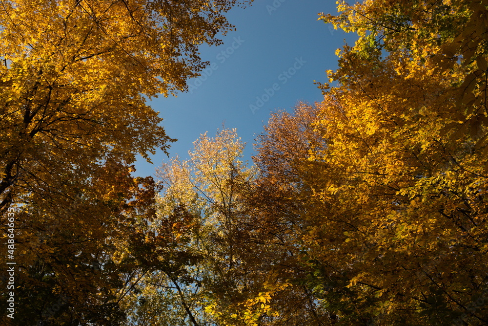 Fototapeta premium tree in the fall