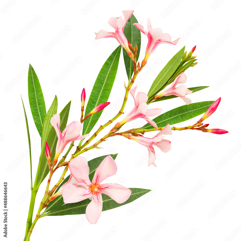 Bouquet of pink blooming flowers from Israel isolated on white background