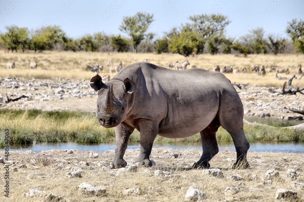 Fototapeta premium Nashorn