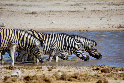 Zebra © Stefanie