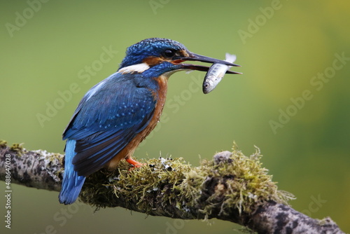 Male common kingfisher fishing from a mossy branch