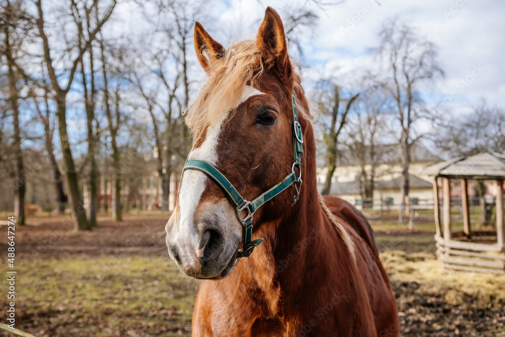 Close up portrait of sorrel bay adult horse stud in green halter standing and muzzle graze in meadow, beautiful bay horse walking in paddock on farm field, autumn winter day, blurred background